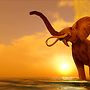 Sunset and elephant