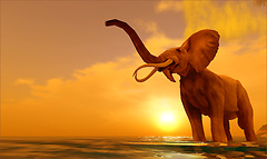 Sunset and elephant