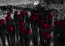 Tulips Faded