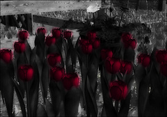 Tulips Faded