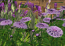 Purple Blooms