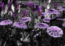Purples