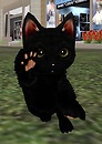 Cute kitty