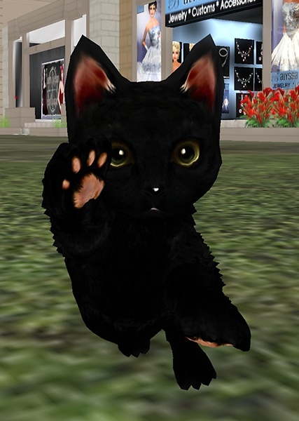 Cute kitty