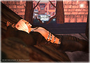 Role Play Market - ND/MD Skins - Neko 5