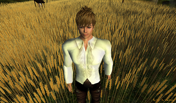 A field in the Land of Oz 2