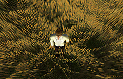 A field in the Land of Oz