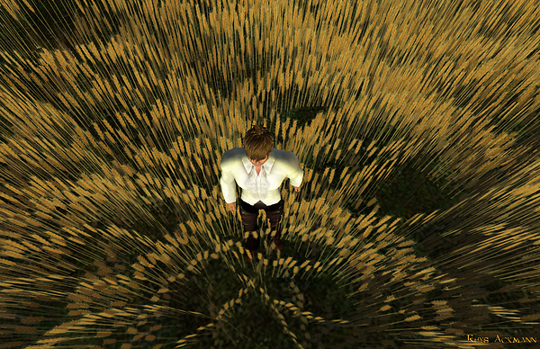 A field in the Land of Oz