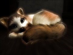 Pretty Kitty