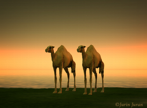 camels