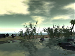 hippos