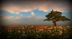 flowertest1