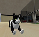Poochi_001