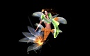 Goldfish mermaid