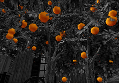 Oranges