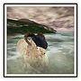 Sheep Avater