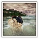 Sheep Avater