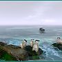 All sheep are waiting