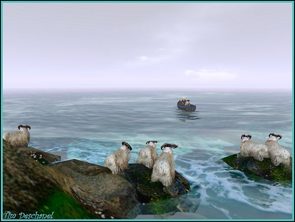 All sheep are waiting