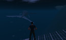 whale_007