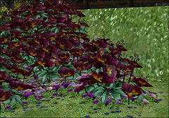 Sideshow Camp Landscaping VII