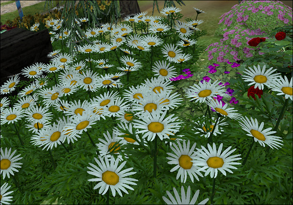 Sideshow Camp Landscaping V