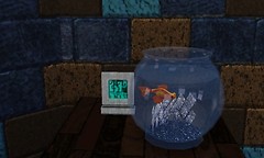 Amos the Goldfish