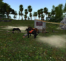 Horses in Mexico