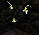 Moorish idol
