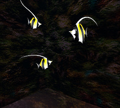 Moorish idol