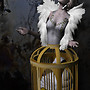 The Language of Dolls - The Caged Swan