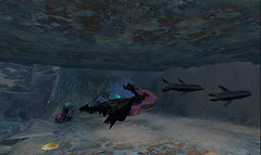 Regulus Swimming with the Dolphins