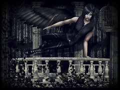 Single wing