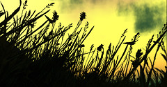 empress grasses