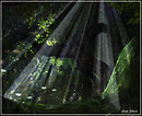 Deep Forest