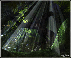Deep Forest