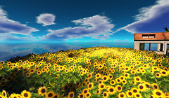 I found garden of sunflowers:))