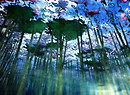 Underwater Forest