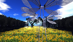 C4u Gallery, sunflower_001