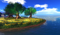 C4u Gallery, sunflower_002