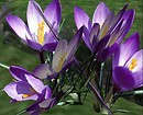 Crocus