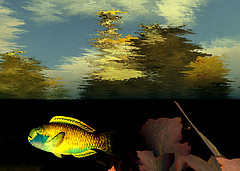 Fish at the Castle