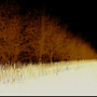 windbreak