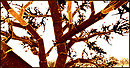 the tree that glows