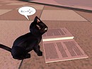 Schrodinger's cat?