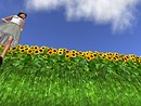 sunflower - teto Sosa