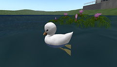 cute duckling