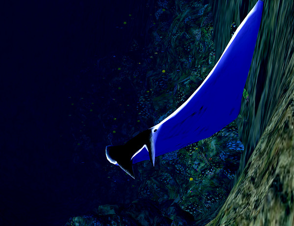 manta