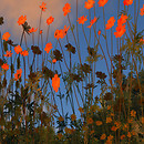 Flower Feast