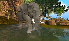 Brackish_Elephant